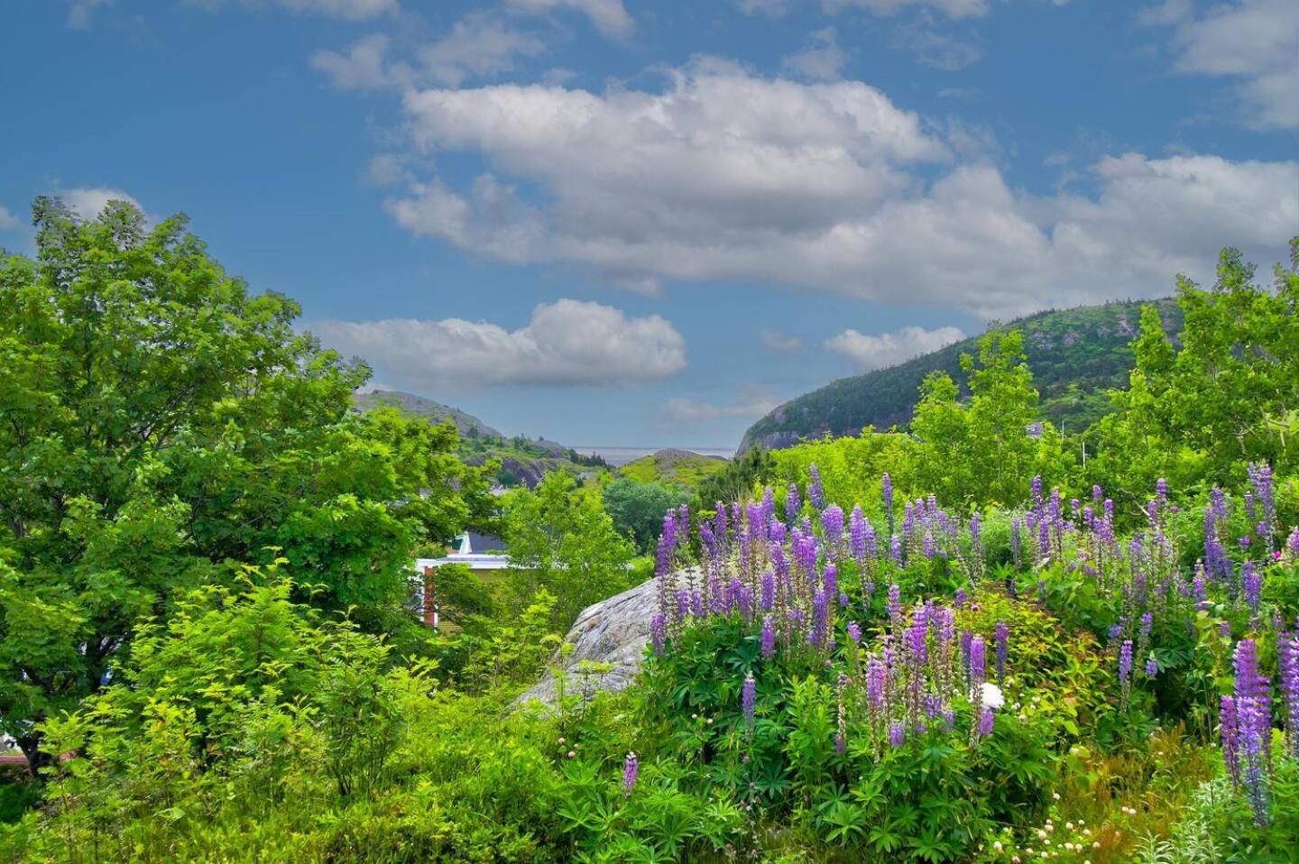 The Vista At Quidi Vidi - Stunning Views & Trails Villa Сент Джонс Екстериор снимка